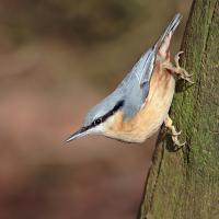 2008 (1) JANUARY - Nuthatch 